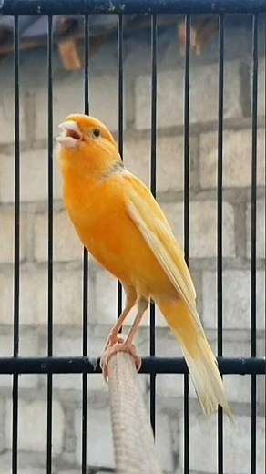 the magnificent chirping of the canary | birds sound #birds #animals #funnyanimals #canary