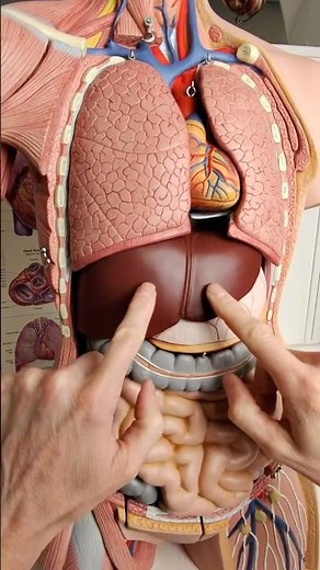 The liver has an artery and a vein bringing it blood #anatomy