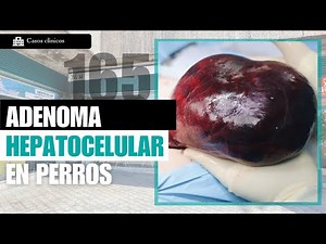 CAPÍTULO 165: Adenoma hepatocelular en perros - Veterinario especialista en perros.