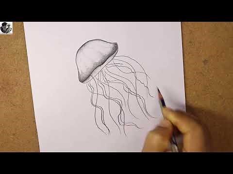 How to draw Jellyfish step by step | Pencil sketch Jellyfish | Himan Artists