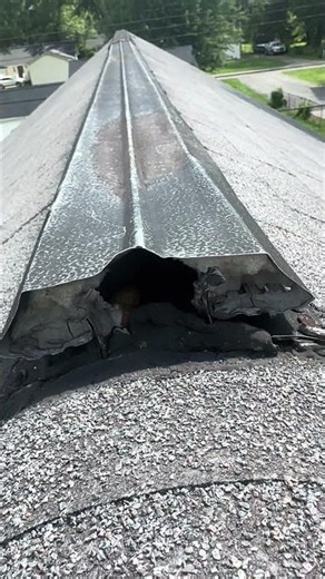 Spray foam isn’t squirrel-proof. Here’s the proof. 🐿️❌