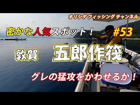 【チヌかかり釣り】2026.8.3 五郎作筏 真夏の敦賀湾へ良型チヌを狙って釣行しました。餌取の活性高く、グレの猛攻にあいながらも奮闘します。果たしてドラマは待っているのか⁉