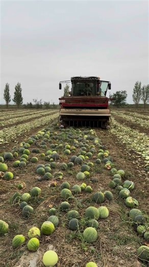 Pumpkin Harvest in Action 🎃🚜 #agriculture #fields #shortvideo
