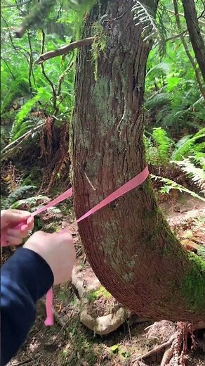 Quick, simple, and practical—flagging tape the perfect identifier product