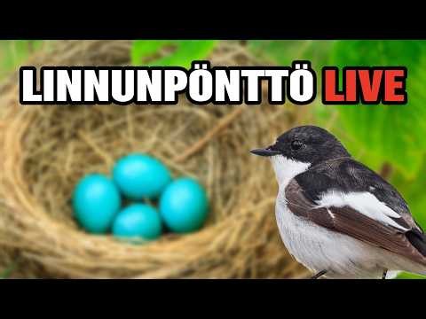 KIRJOSIEPPO PESINTÄ *LIVECAM*