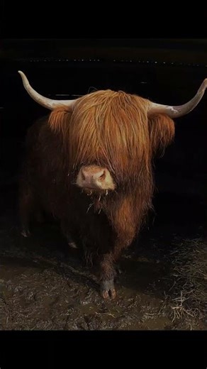 The West Highland Way on E-Bikes