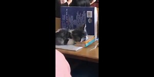 Avec un chat à l'école