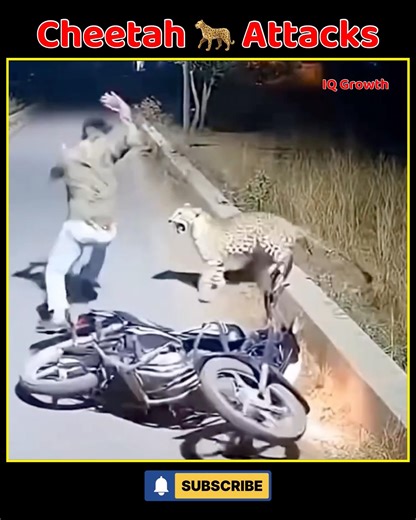 Cheetah 🐆 Attacks #shorts