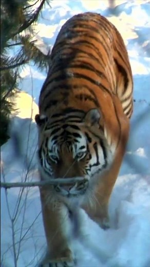 Tiger in the Snow