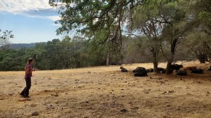 Grass-Roots Insight: Study Uncovers Patterns in Cattle Grazing Behavior