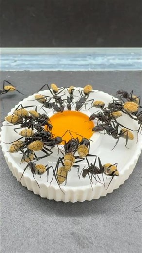 I Challenged My Ants… and Got an Insane Macro Shot