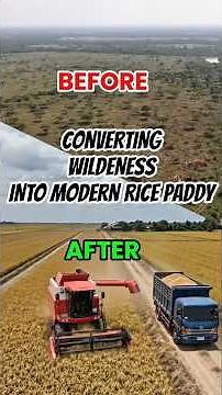 A complete Rice Farming transformation you must watch. From raw land to real food production