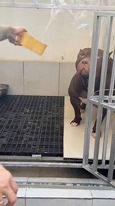 TickXpert! Anti-Tick & Flea Shampoo 🛡️🐾 With Permethrin and Piperonyl Butoxide Key Ingredients & Benefits: 🌿 • Permethrin – pumapatay ng ticks at fleas 🐜❌ • Piperonyl Butoxide – pinapalakas ang effect ng permethrin ⚡ • Madre de Cacao – tumutulong mag-repel ng ticks at bacteria naturally 🍃 • Tea Tree Oil – tumutulong mag-soothe ng skin at kontrolin ang parasites 🌱 • Coconut Milk Extract – tumutulong mag-moisturize ng skin at magpalambot ng balahibo 🥥✨ ✔️ Baby Powder Scent 👶🏻🧴 ✔️ Mabula,