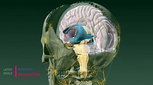 Nervous System | Animation explained