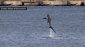 Simon d'Entremont waited patiently to capture this incredible moment on Sunday. The nature photographer saw the Atlantic Common Thresher shark jump right out of the water near the Canso Causeway. He says the area is full of wildlife right now, coming up to feed on the annual migration of the Atlantic Saury. Thanks Simon d’Entremont Nature Photography for sharing! | CBC Nova Scotia