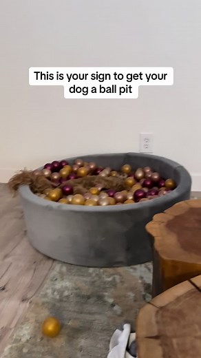 Get Your Dog Smiling with a Colorful Ball Pit!