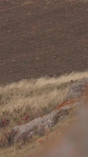 If you haven’t tried one of our electronic calls, you’re missing out. Snow geese, raccoons, coyotes, fox, hogs, bobcats, mountain lions, crows, and even badgers all have came barreling in to our calls. About every county in America has some kind of animal that can be called in. They’re a conservation tool on top of just being a lot of fun. We’ve had interactions and experiences and memories in the outdoors that we just wouldn’t have had otherwise without these calls and Rick Paillet sounds. The 