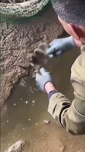 Easy fast shrimp catching on riverbanks with great results #shorts