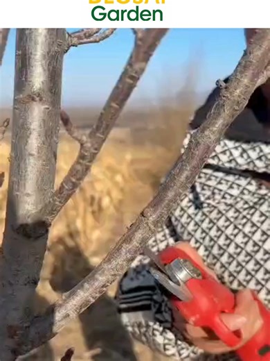 Trim Your Plants Easily with our garden scissors! Cut and trim your plants cleanly with Desai Garden garden scissors. Sharp, easy to use, and perfect for daily plant care. 🛠️ Clean and precise cuts 🌱 Healthy plant growth