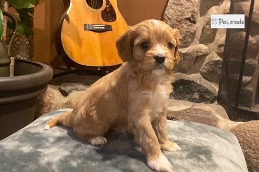 David - Cavapoo Puppy E04C5B