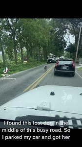 1.6K views · 37 reactions | Faith in humanity restored 梁 #dog #dogrescue #animalrescue #doglife #puppy #dogs #dogsofinstagram #storytime #foryou #viral | DOG Lovers | Facebook