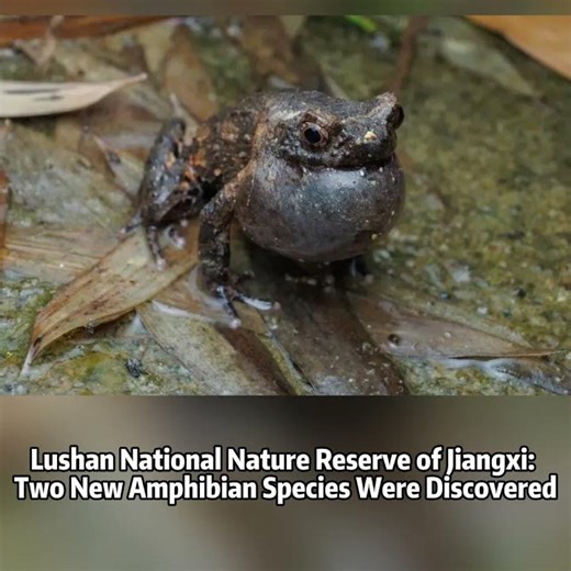 📍Lushan National Nature Reserve of Jiangxi: Two New Amphibian Species Were Discovered