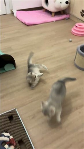 🤗british shorthair baby, chubby blue cat,tiny plush kitten, sweet purring kitty, viral cat shorts