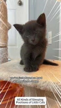 Compilation of funny sleeping position of little cats #funny #pets #cute