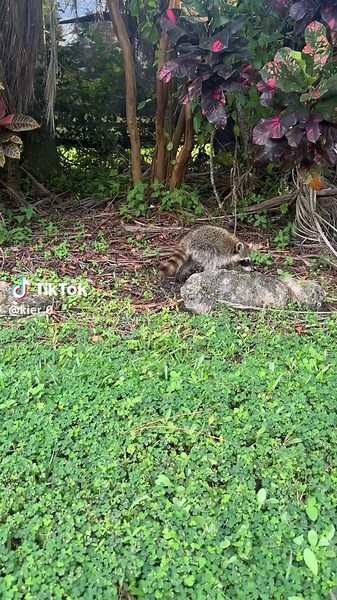 Enjoy this video of me getting attacked by a baby raccoon after he ate 1 foot away from me for 5 minutes