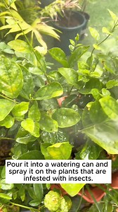 196K views · 1.1K reactions | Good tips for making a solution to repel insects that harm plants #garden #gardening #plants #planting #planthacks #gardenhacks #gardeningmakemehappy #gardeningtips #gardeningideas #gardeninspiration #gardenlove | Gardening Ideas | Facebook