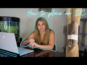 Vet Med: How to Place an IV Catheter