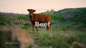 Top Beef Exporter in the World: Beef Tariffs and Export Conditions