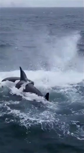 🐋 Ocean's Apex: Orca Pod's Relentless, Tactical Sea Lion Hunt 🎯| ES | KR | JP