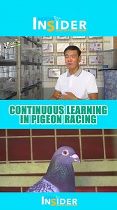 Continuous Learning in Pigeon Racing Full Video post in Youtube Disclaimer: This video was shot, edited and produced by Secret of Pigeon Racing in the Philippines. No animals were harmed during the making of this video. Please do not copy or repost my videos. Copyright ©️ 2024 Secret of Pigeon Racing. All Rights Reserved. #secretofpigeonracing #racingpigeons #everyonefollowershighlights | Pigeon Insider