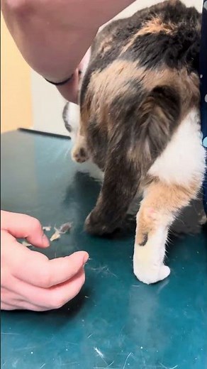 😺Vet techs demonstrating how to give a medical butt shave on a kitty cat 3/17/2026😺