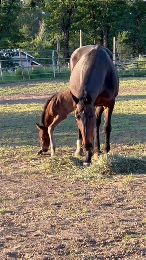 Helping Hands Healing Sanctuary 501c3 on Instagram: "Here is Ruby‘s baby trying to graze with her long awkward legs!! She was very determined to try to eat some !!Normally foals do not graze when they’re a few days old! Baby horses are born with disproportionately long legs because horses are a classic “flight” species. In the wild, a newborn horse that can’t move quickly is a target, so evolution prioritized standing and running ability within hours of birth over things like easy grazing postur