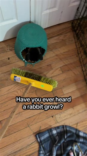 Rage baiting my rabbit 😅 don't worry she's fine just grumpyyyy. #rabbit #rabbitsoftiktok #bunny #pets