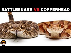 What is the Difference Between Rattlesnakes and Copperheads?