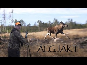 Älgjakt i Värmland - Moose hunting in Värmland