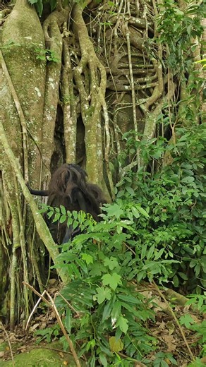 Exploring the Native Javanese Owah Tribe