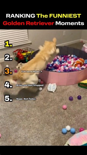 RANKING The FUNNIEST Golden Retriever Moments! 🐾