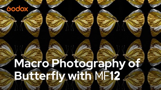 1.1K views · 41 reactions | Macro Photography of Butterfly with MF12...