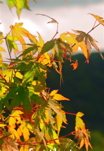 My secret tool to get those film like photos! Moments cinebloom filter Moments cinebloom makes you photos have that hazy cinematic look that makes your photos and videos look dreamy #shotonmoment #camerafilter #cameragear #camera