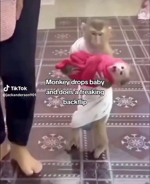 Monkey Drops Baby and Does Backflip | Cute Monkey Videos