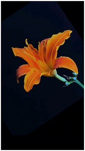 flowers #flowers #NaturalBeauty #Flower  | 푵푸푪 푵풂풕풖풓풆 푭풍풐풘풆풓 | Facebook