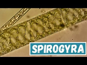 Spirogyra Under The Microscope