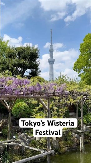 Tokyo’s Wisteria Festival 💜 #tokyotravel #wisteria #tokyohiddengems #tokyoskytree