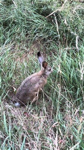 This Young Hare Is Too Cute to Ignore! 🐇🌿 #shorts #wildlife #forest #nature