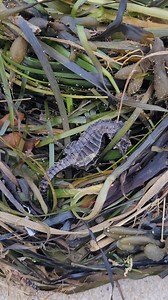18K views · 529 reactions | I found a dried-out #seahorse on my morning #beach walk. Hampton Bays, NY | Fish Guy Photos | Facebook