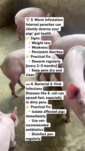 Why Your Pigs Have Diarrhea (Scours) & How to Fix It FAST | Beginner Pig Farming Guide